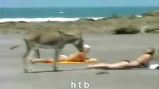 Két ázsiai srácok kutya pornó türelmetlenül szopni egy nagy kakas, sok cum